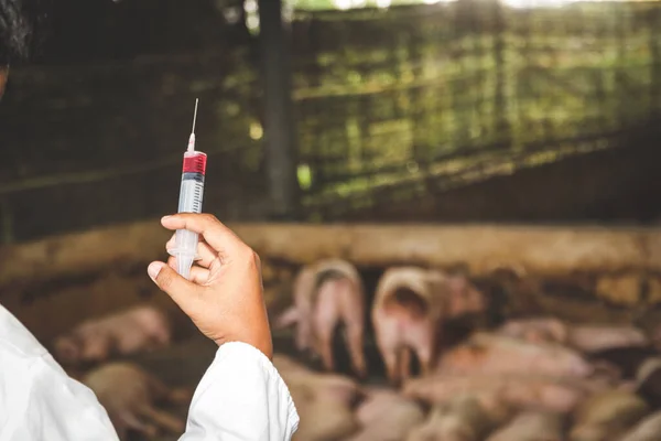 Veterinário Contém Uma Agulha Vacinação Para Prevenir Doença Suínos Numa — Fotografia de Stock