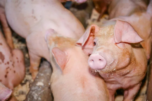 Muitos Pequenos Leitões Fazendas Áreas Rurais Alimentados Com Agricultura Biológica — Fotografia de Stock