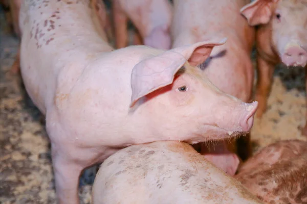 Muitos Pequenos Leitões Fazendas Áreas Rurais Alimentados Com Agricultura Biológica — Fotografia de Stock