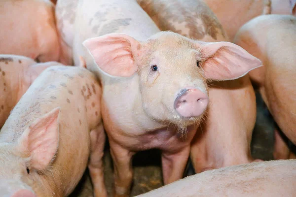 돼지들이 유기농 농장에서 사육되고 있습니다 돼지는 포유류 입니다 — 스톡 사진