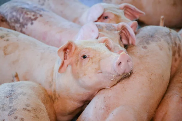 돼지는 인간의 식품으로 길러졌다 농장에서 — 스톡 사진