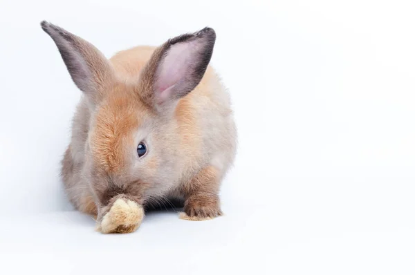 Söt Liten Brun Kanin Vit Bakgrund Begreppet Däggdjur Och Påsk — Stockfoto