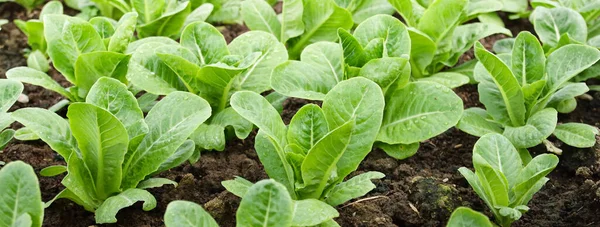 Organic Salad Vegetables Non Toxic Outdoor Farm Healthy Eating Ideas — Stock Photo, Image