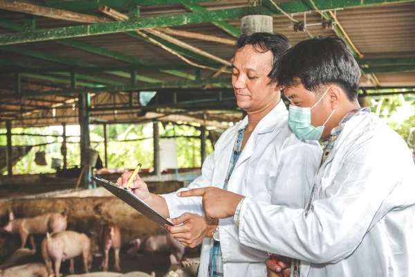 The research team recorded data to control, prevent and treat animal diseases. Entering the pig farm without foot and mouth disease. Concepts of the Department of Livestock Efficiency