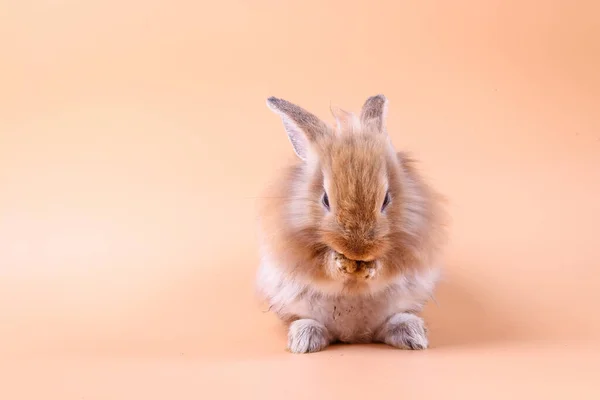 Söt Liten Kanin Står Orange Bakgrund Ett Litet Däggdjur — Stockfoto