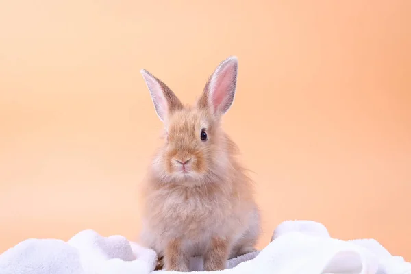 Симпатичный Маленький Кролик Белое Одеяло Ткани Оранжевый Фон — стоковое фото