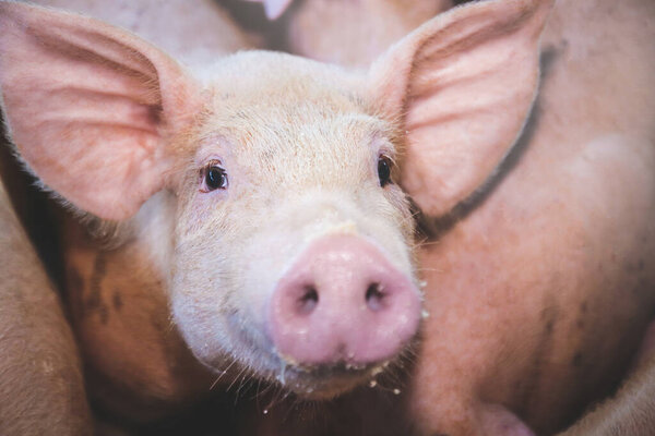 Накорми розовую свинью на органической ферме. Они едят еду. Они млекопитающие..