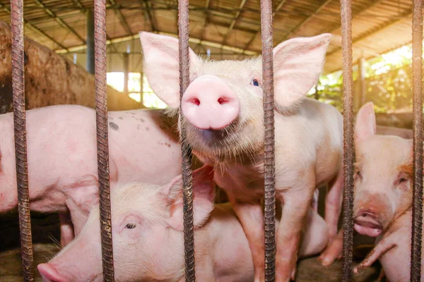 Klein Biggetje Roze Huid Gebruik Neus Buiten Het Hek Ruiken — Stockfoto