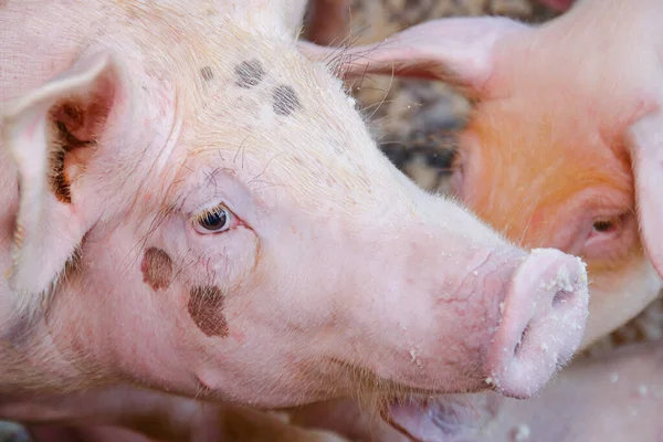 许多小白猪都在农民的农场里 — 图库照片