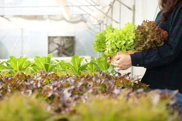 Consumenten Hebben Saladegroenten Hun Bezit Ontvangen Kwaliteits Niet Giftige Producten — Stockfoto