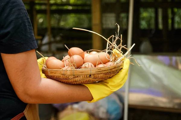 Asijky Jsou Farmářky Malých Farmách Držení Vaječného Koše Happy Produktem — Stock fotografie