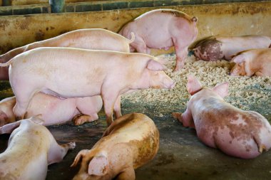 Kırsaldaki çiftliklerde bir sürü domuz yemek yiyor.