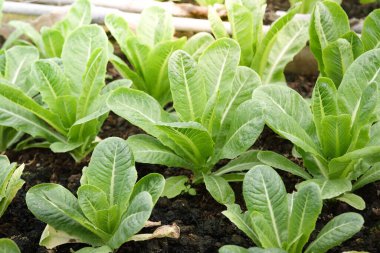 Organik salata sebzeleri açık hava çiftliklerinde zehirli değildir. Sağlıklı beslenme fikirleri