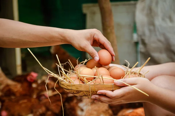 Erkek el sepette yumurta topluyor..