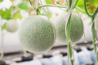 Karpuzlar hasat zamanına yakın büyük bir serada. Organik tarım kavramı. Tarım turistleri için. Tarım sektörü