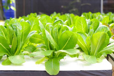 Hidrofonik sistemle yetişen marul, toprak kullanmadan, besin suyu kullanarak bitkilerin yetiştirilmesidir. Sebzeler temiz ve kimyasalsız. Modern tarım kavramı