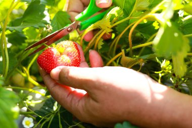 Çiftçiler tarlada çilek dalları kesmek için makas kullanırlar. Organik tarım kavramı. tatlı meyve