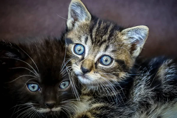 Retrato Dois Gatinhos Sendo Abraçados — Fotografia de Stock