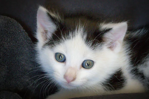 portrait of a black and white kitten