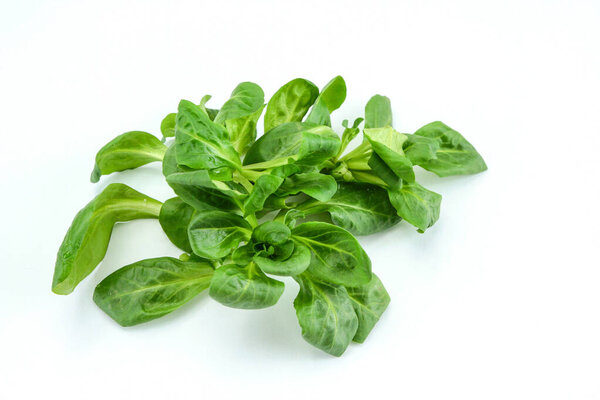 lamb's lettuce salad on white background