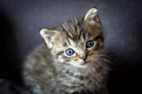 Portrait Tabby Kitten — Stock Photo, Image
