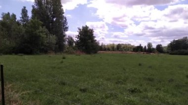 Biftek ve rsti tabakta