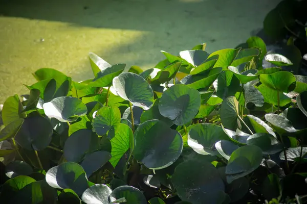 Lirio Agua Agua Estanque — Foto de Stock