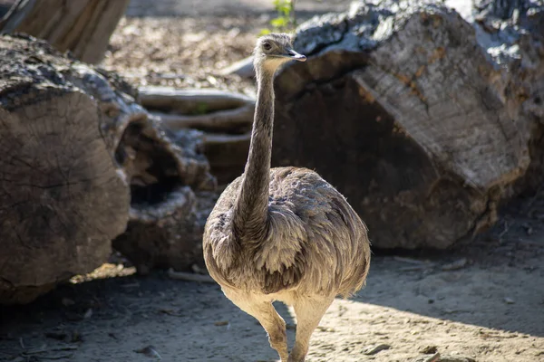 Emu Parku Dla Zwierząt — Zdjęcie stockowe