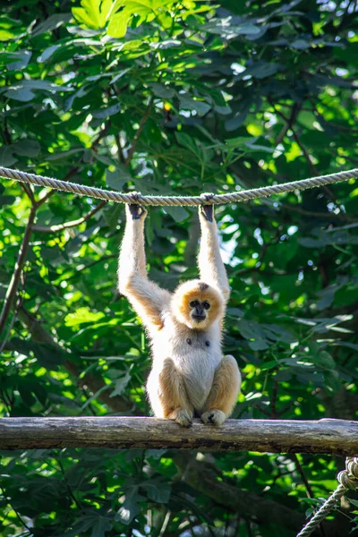 Bianco Sbattuto Scimmia Gibbone Appeso Una Corda — Foto Stock