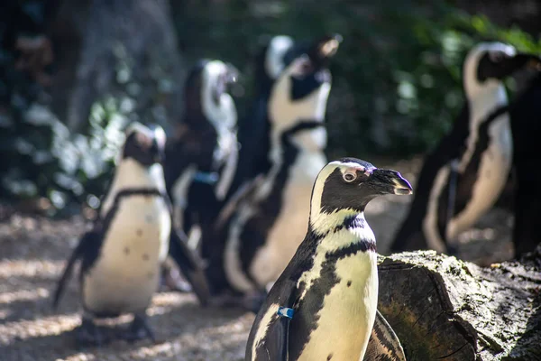 Gruppe Afrikanischer Pinguine Wildpark — Stockfoto