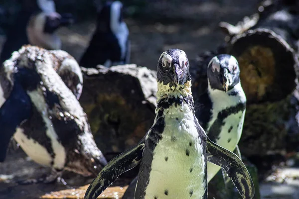 野生动物公园里的一群非洲企鹅 — 图库照片
