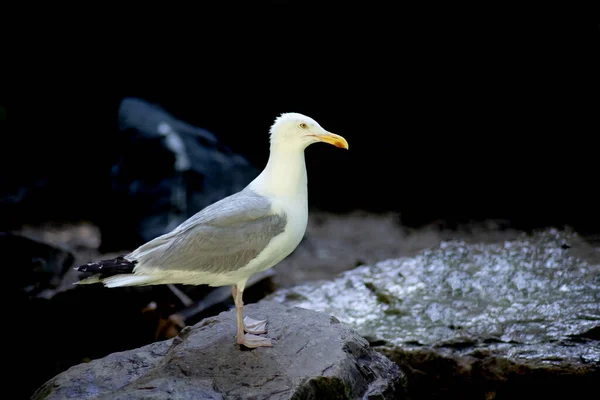 Seagull Rock — Stock Photo, Image