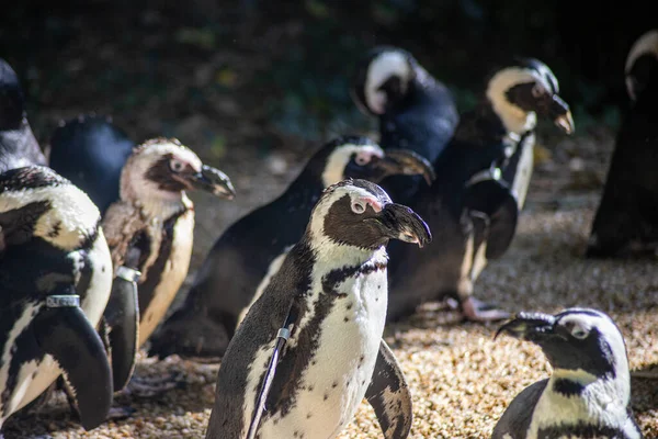 Gruppe Afrikanischer Pinguine Wildpark — Stockfoto