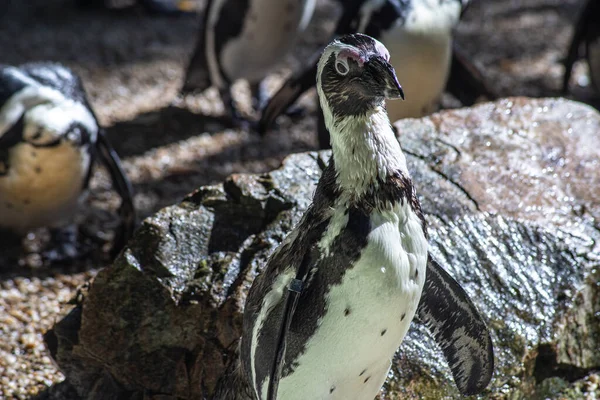 Gruppe Afrikanischer Pinguine Wildpark — Stockfoto