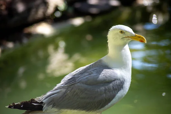 Fiskmås Sten — Stockfoto