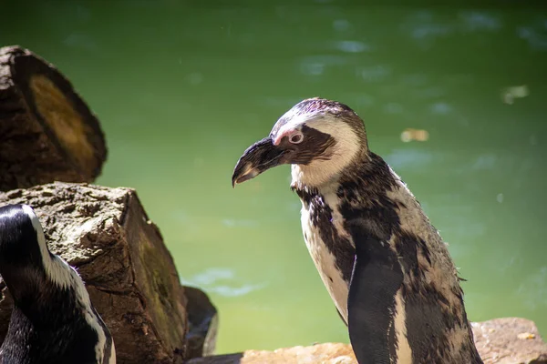 Afrikanische Pinguine Wildpark — Stockfoto