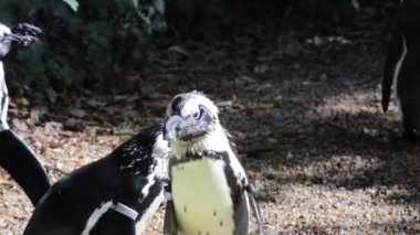 Vahşi yaşam parkındaki Afrika penguenleri