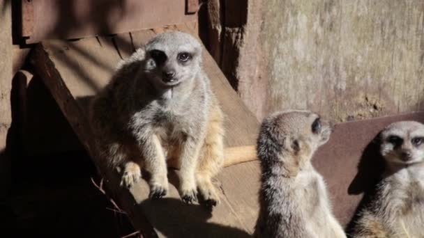 Grupo Meerkats Parque Animal — Vídeo de Stock