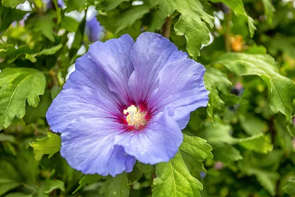 Viola Mattina Gloria Fiori Lungo Terreno — Foto Stock