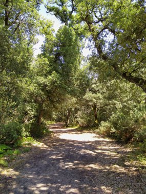 Fransa 'da bir ormanda yol