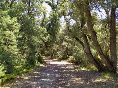 Fransa 'da bir ormanda yol