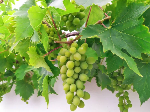 Grupo Uvas Brancas Uma Parede — Fotografia de Stock