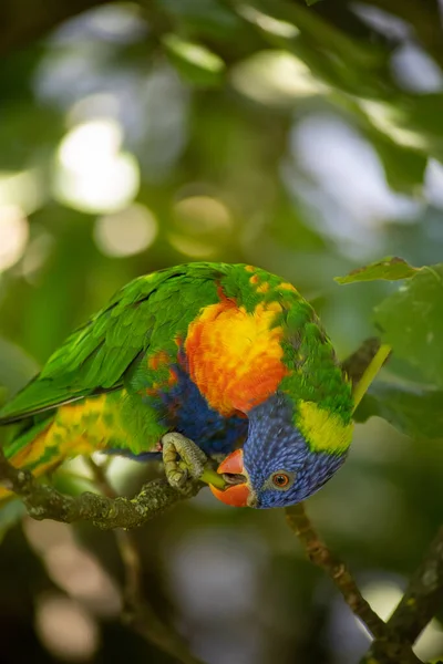 Tropical Bird Swainson Lorikeet Branch — Stock Photo, Image