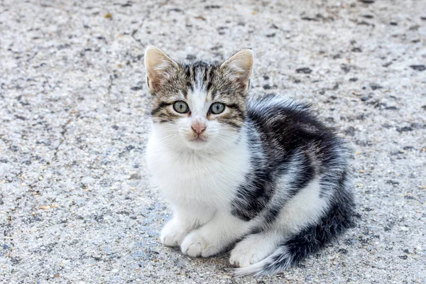 Beton Zeminde Oturan Kedi Yavrusu — Stok fotoğraf