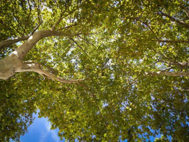 Aşağıdan görünen birkaç ağaç dalı