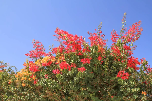 Jolie Azalée Sous Ciel Bleu — Photo