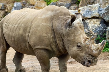 Gergedan hayvan parkında duruyor.