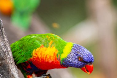 Swainson 'ın Lorikeet kuşu dalda