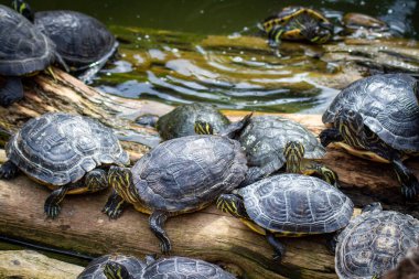 Parktaki bir gölde birkaç kaplumbağa.