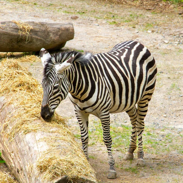 Zèbre Dans Parc Animalier — Photo